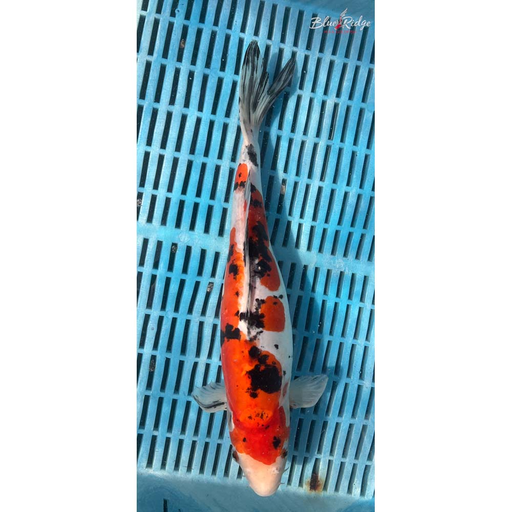 14-16” Doitsu Sanke Koi