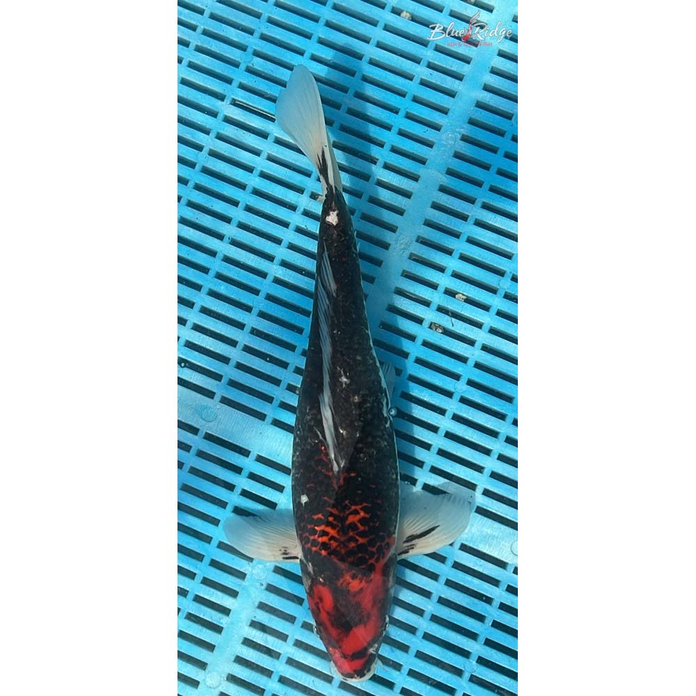 14-16” Goshiki Koi