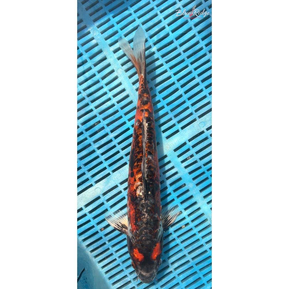 14-16” Kin Kikokuryu Koi