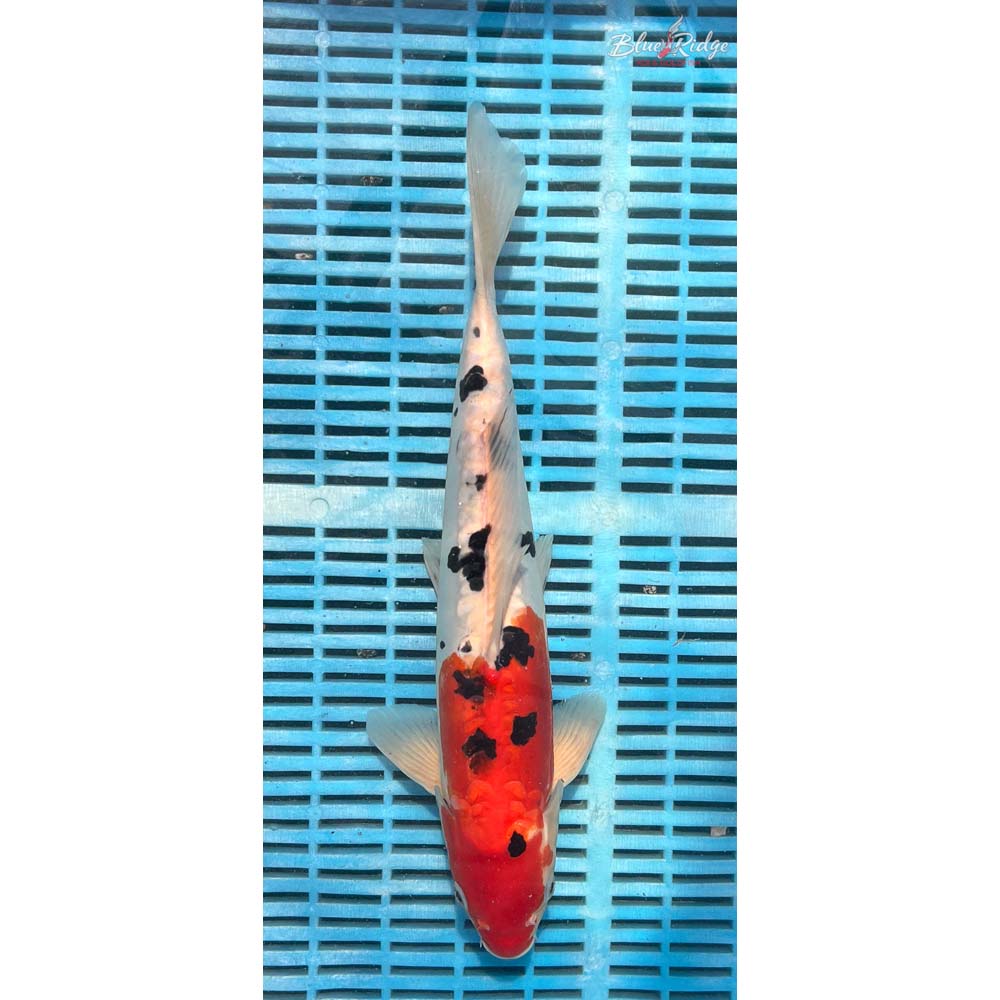 14-16” Doitsu Sanke Koi