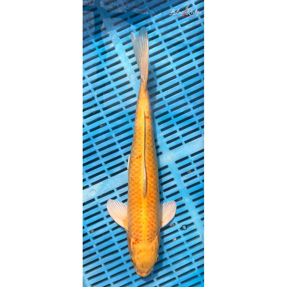 14-16” Yamabuki Ogon Koi