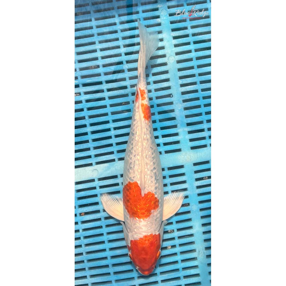 14-16” Gin Rin Hariwake Koi