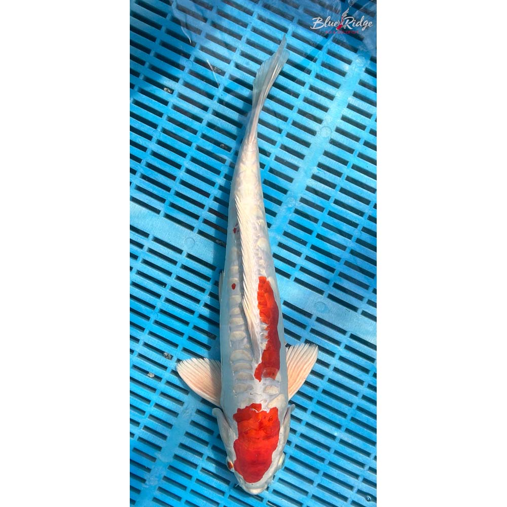 14-16” Kikusui Koi