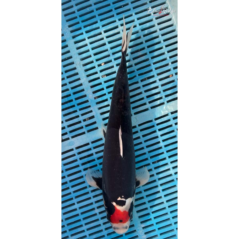 16-18” Beni Kumonryu Koi