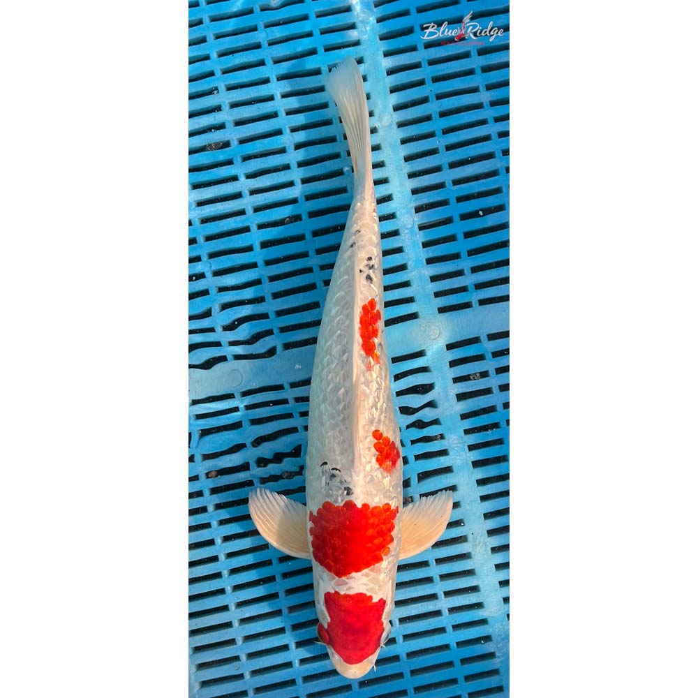 16-18” Gin Rin Yamatonishiki Koi
