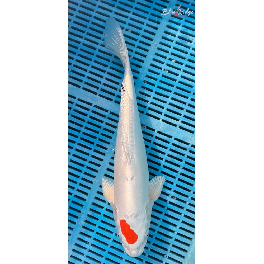 16-18” Kikusui Koi