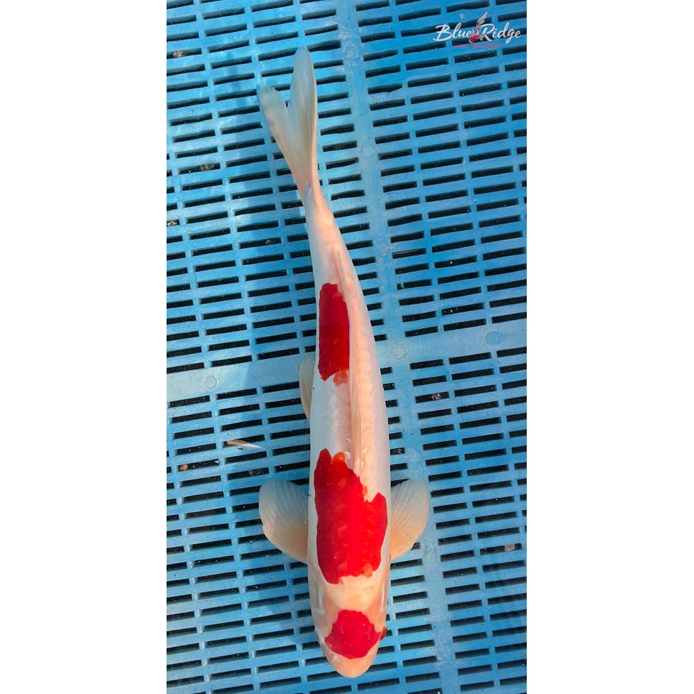 16-18” Doitsu Kohaku Koi