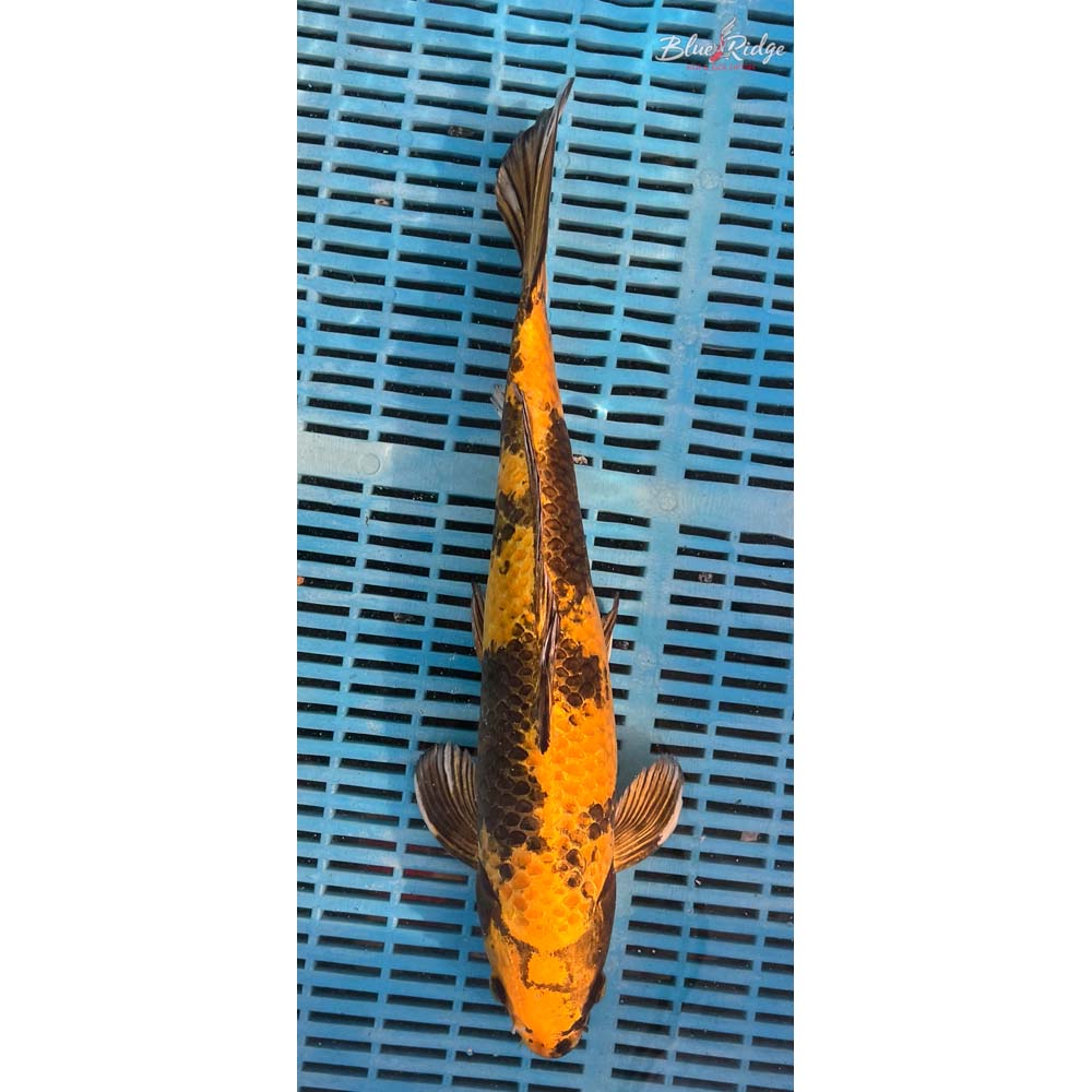 16-18” Kin Ki Utsuri Koi