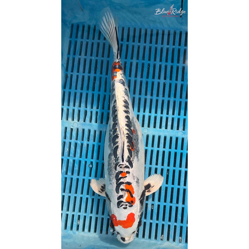 16-18” Kin Kikokuryu Koi