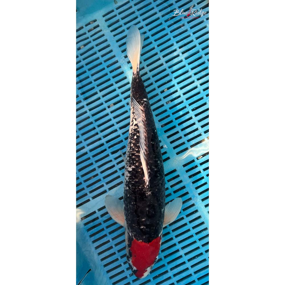 16-18” Goshiki Koi 