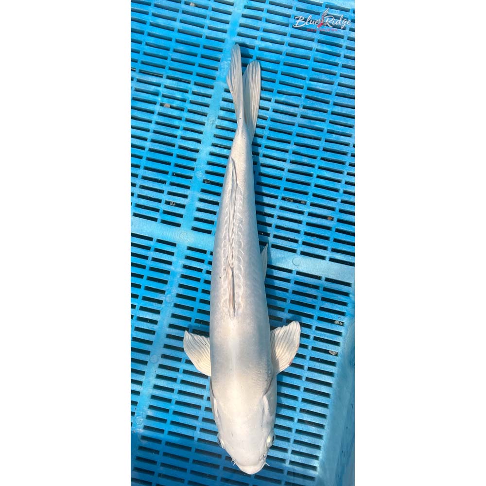 16-18” Doitsu Platinum Ogon Koi