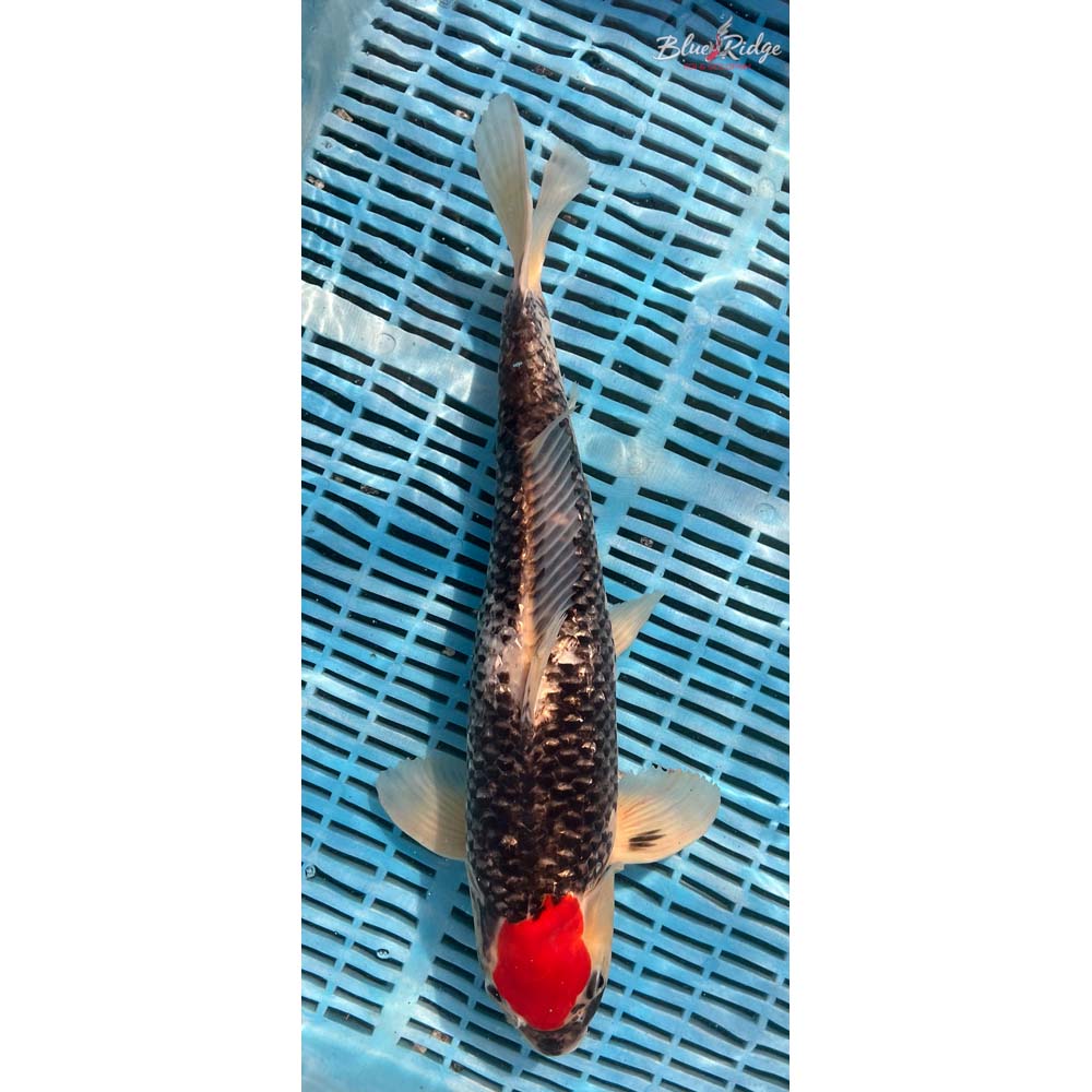 16-18” Goshiki Koi