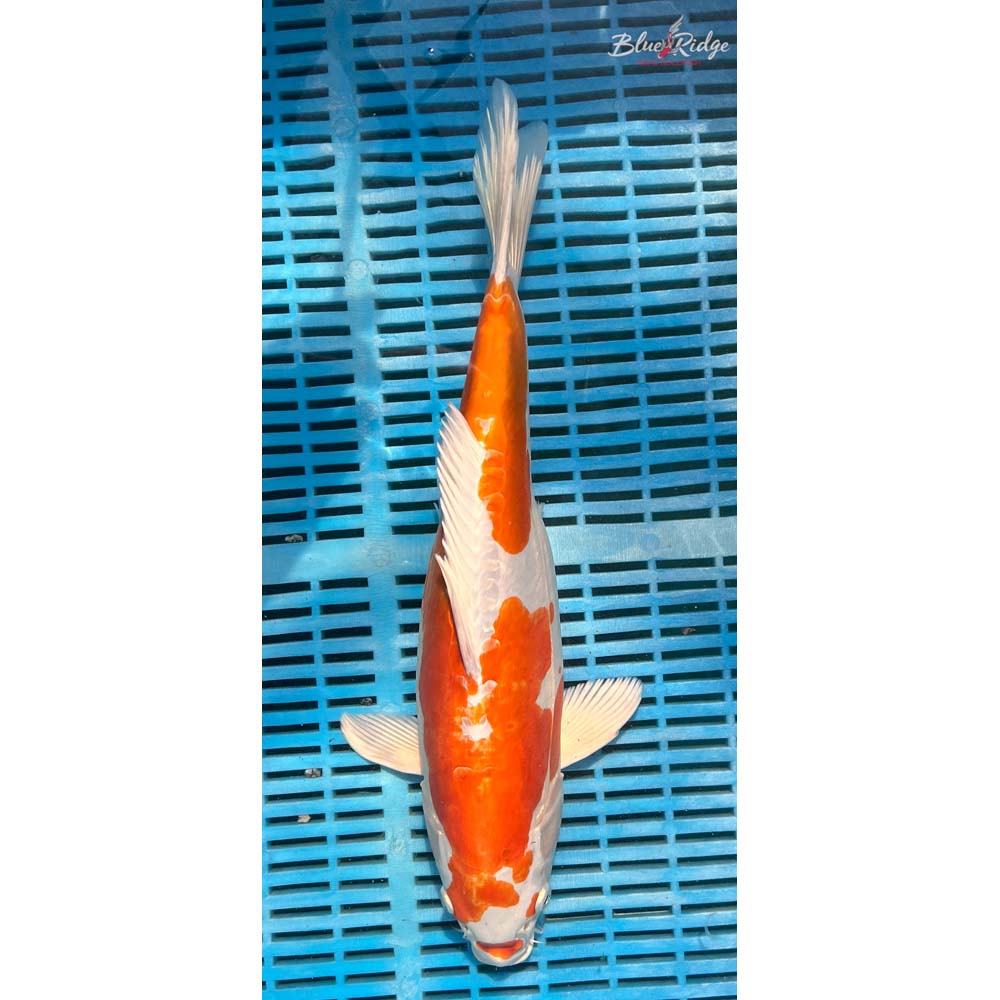 16-18” Kikusui Koi