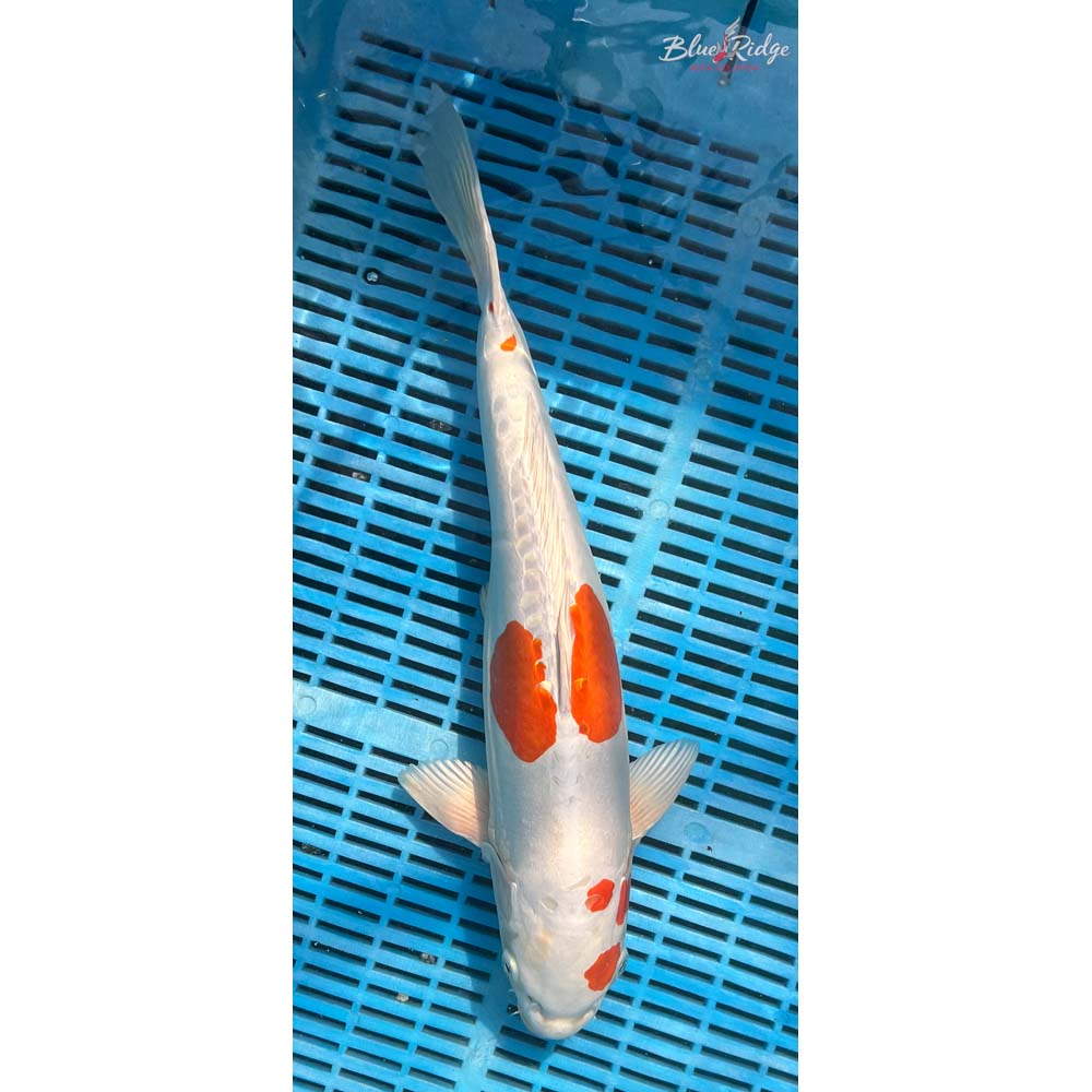 16-18” Kikusui Koi