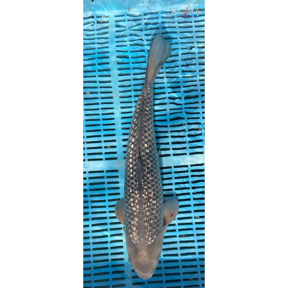 16-18” Gin Rin Ochiba Shigure Koi