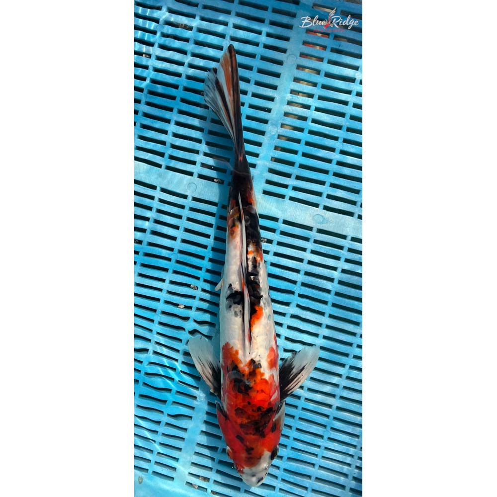 16-18” Doitsu Showa Koi