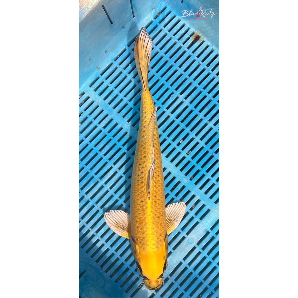 16-18” Ki Matsuba Koi