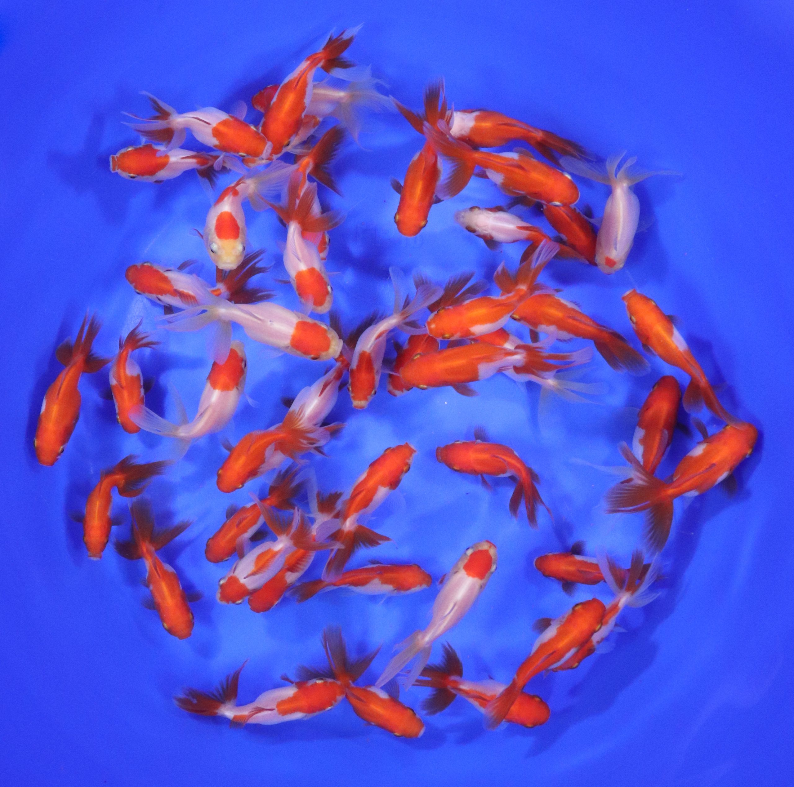 Red & White Fantail Goldfish SM