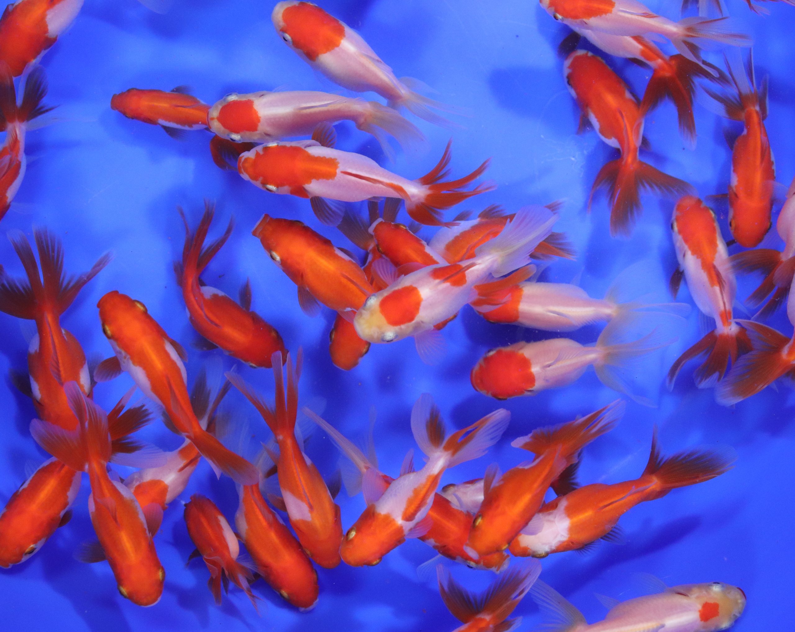 Alternative view of Red & White Fantail Goldfish SM