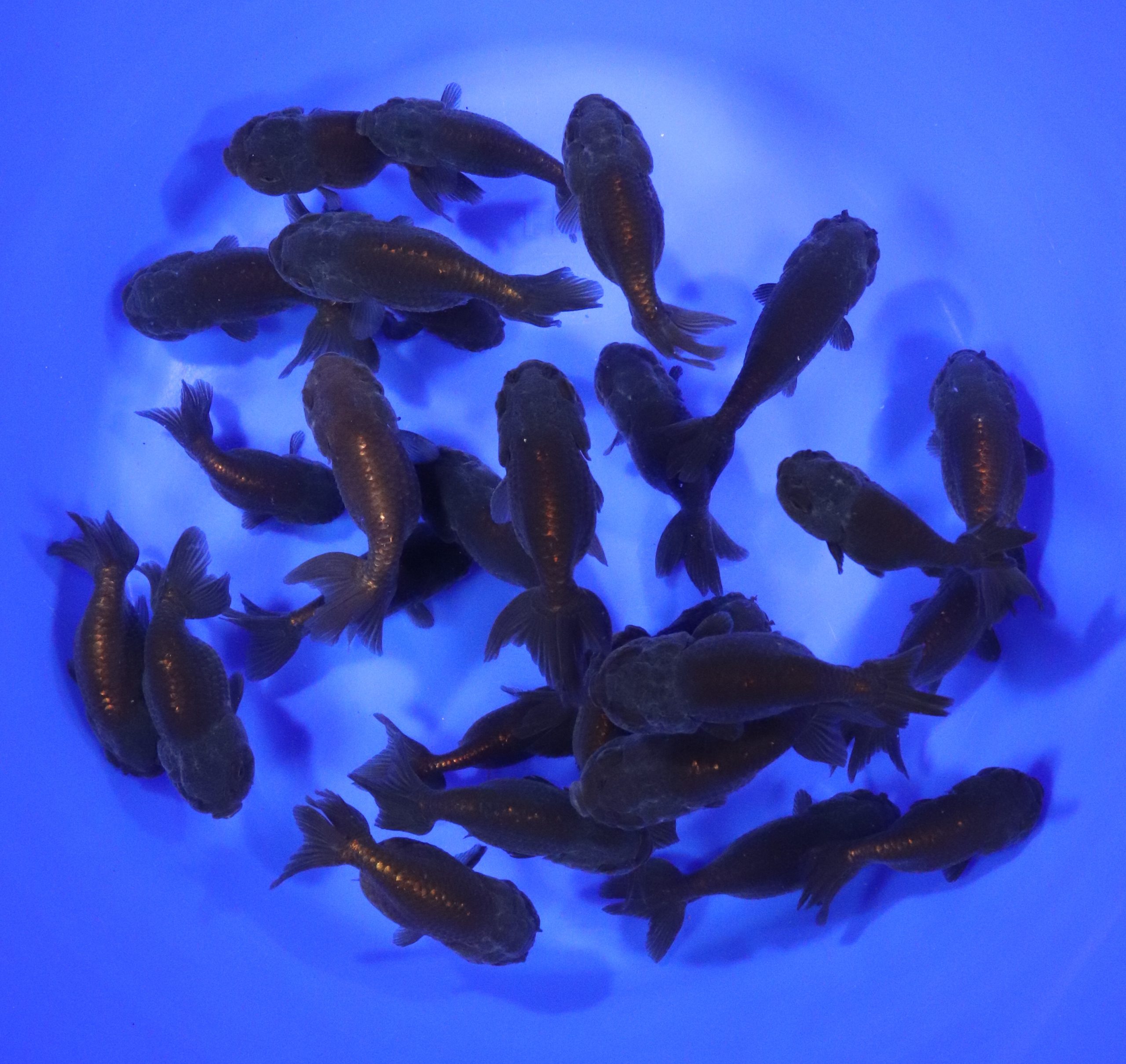 Black Ranchu Goldfish MD