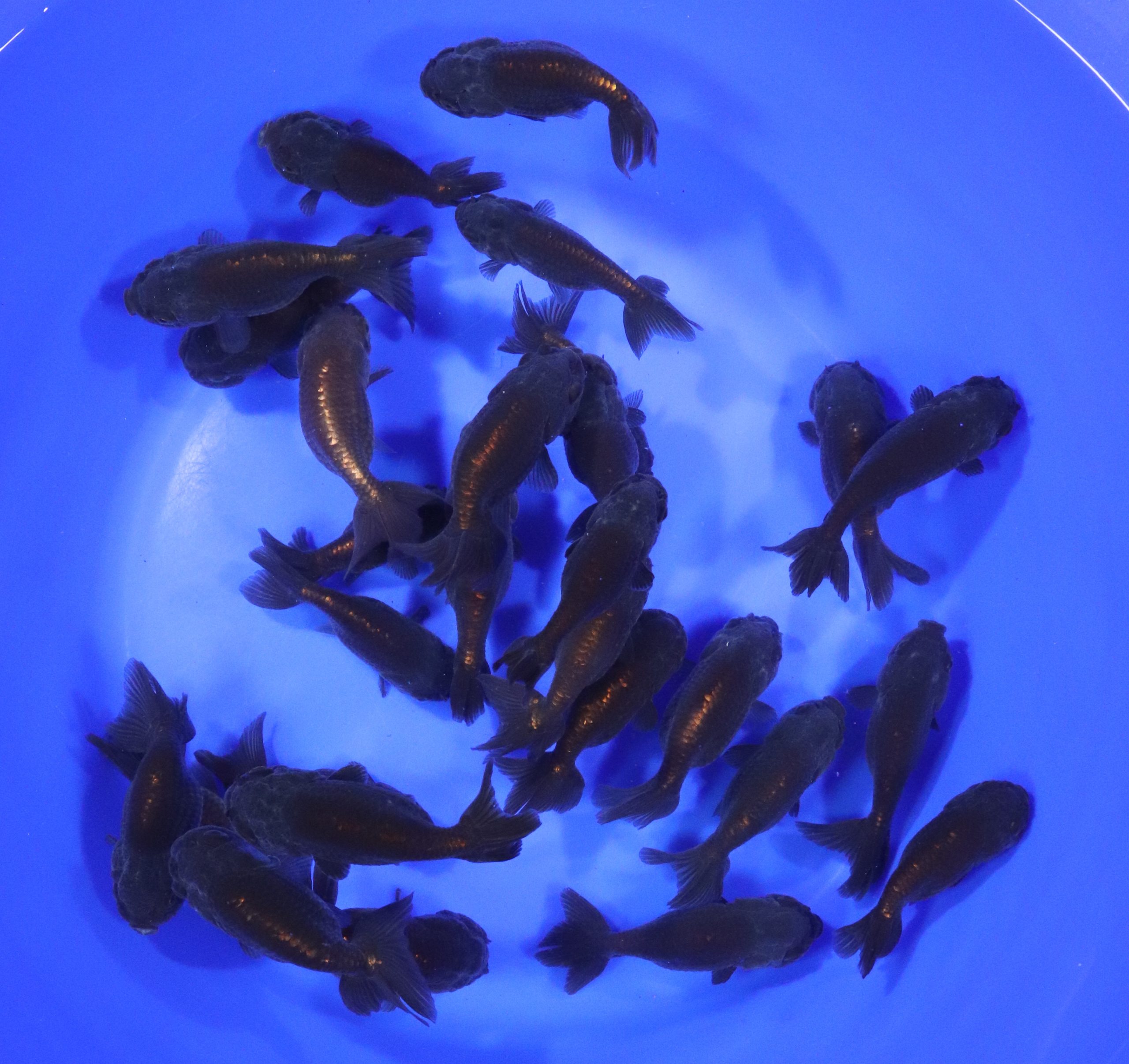 Alternative view of Black Ranchu Goldfish MD