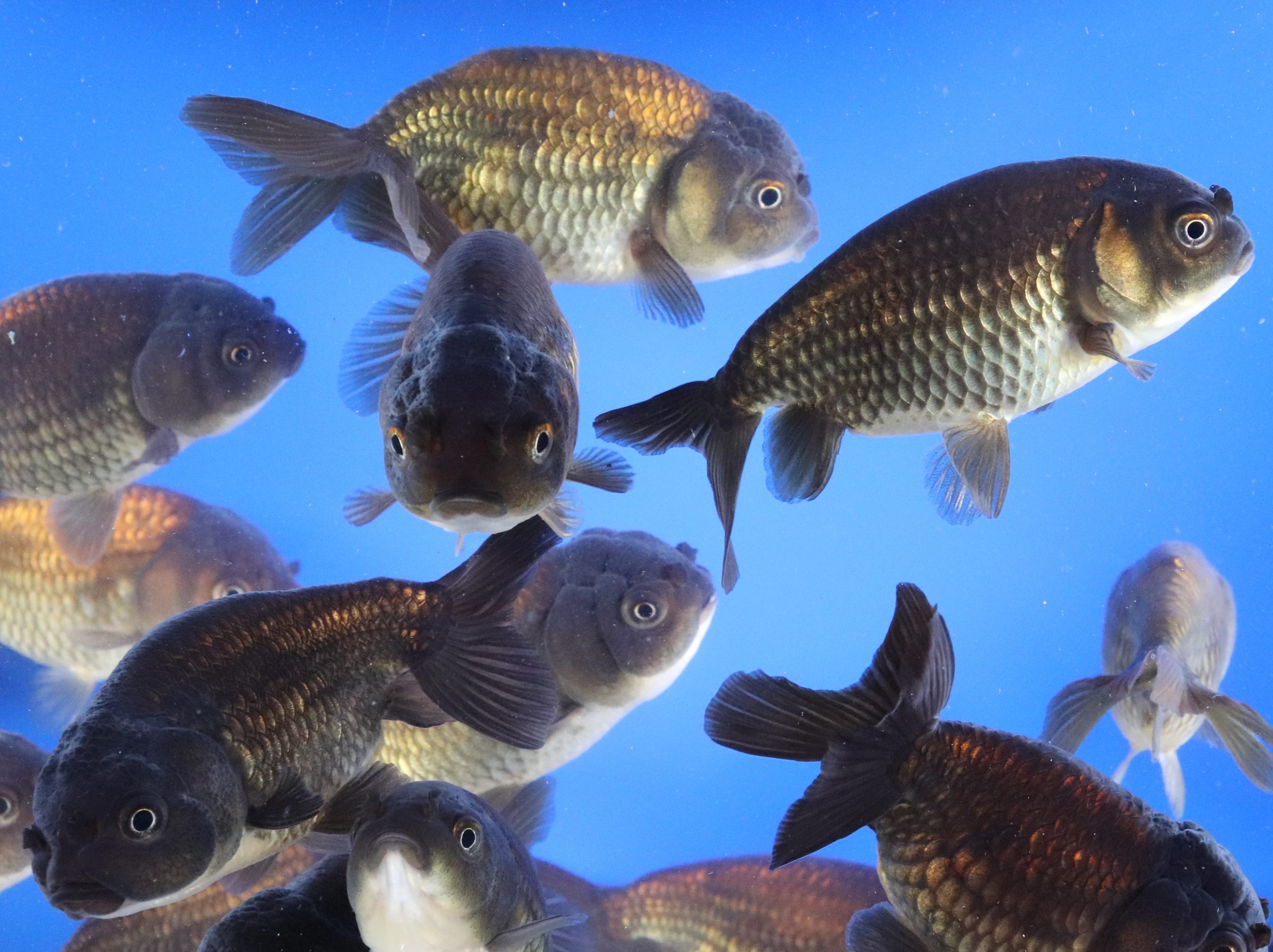 Black Ranchu Goldfish LG