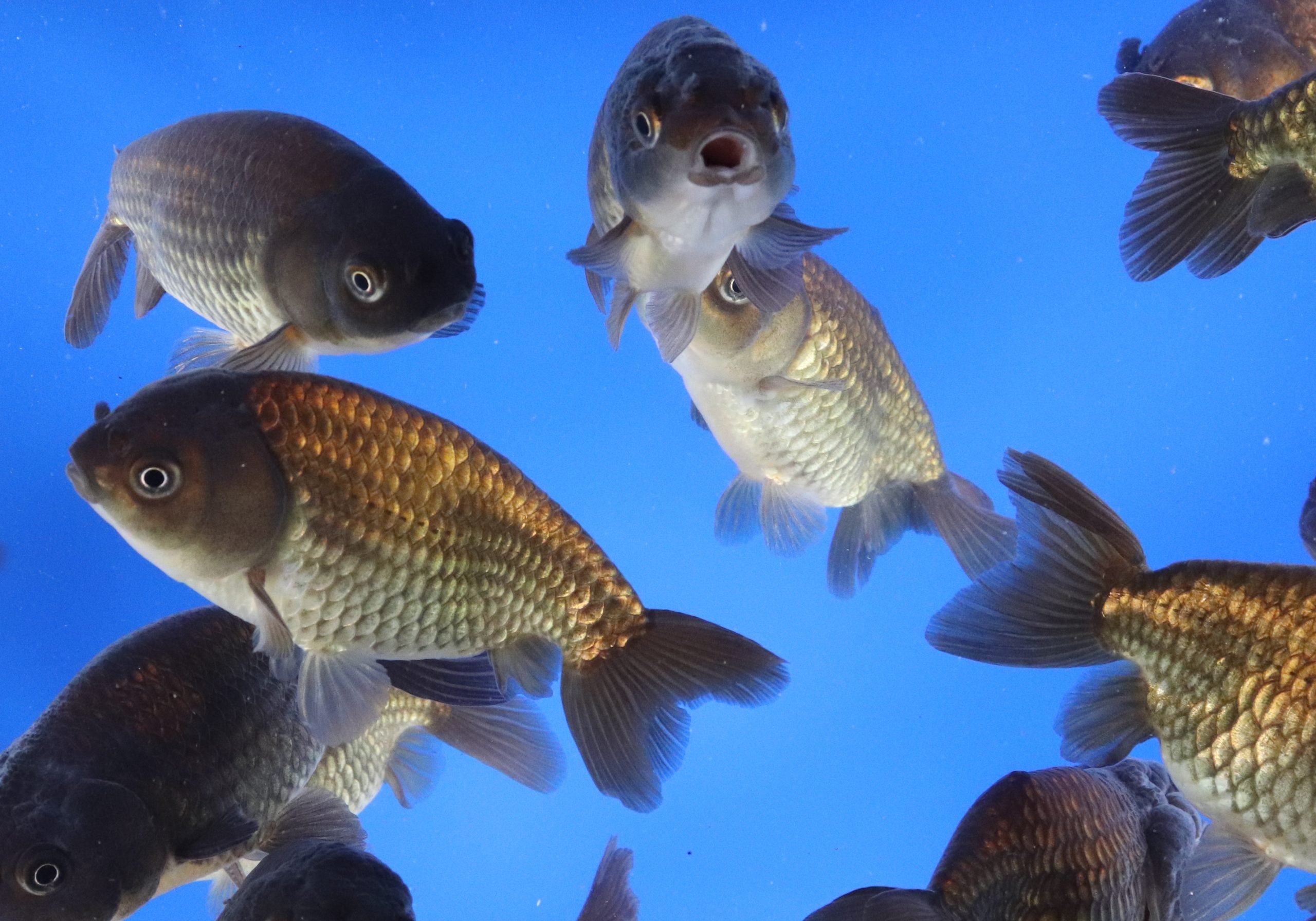 Alternative view of Black Ranchu Goldfish LG