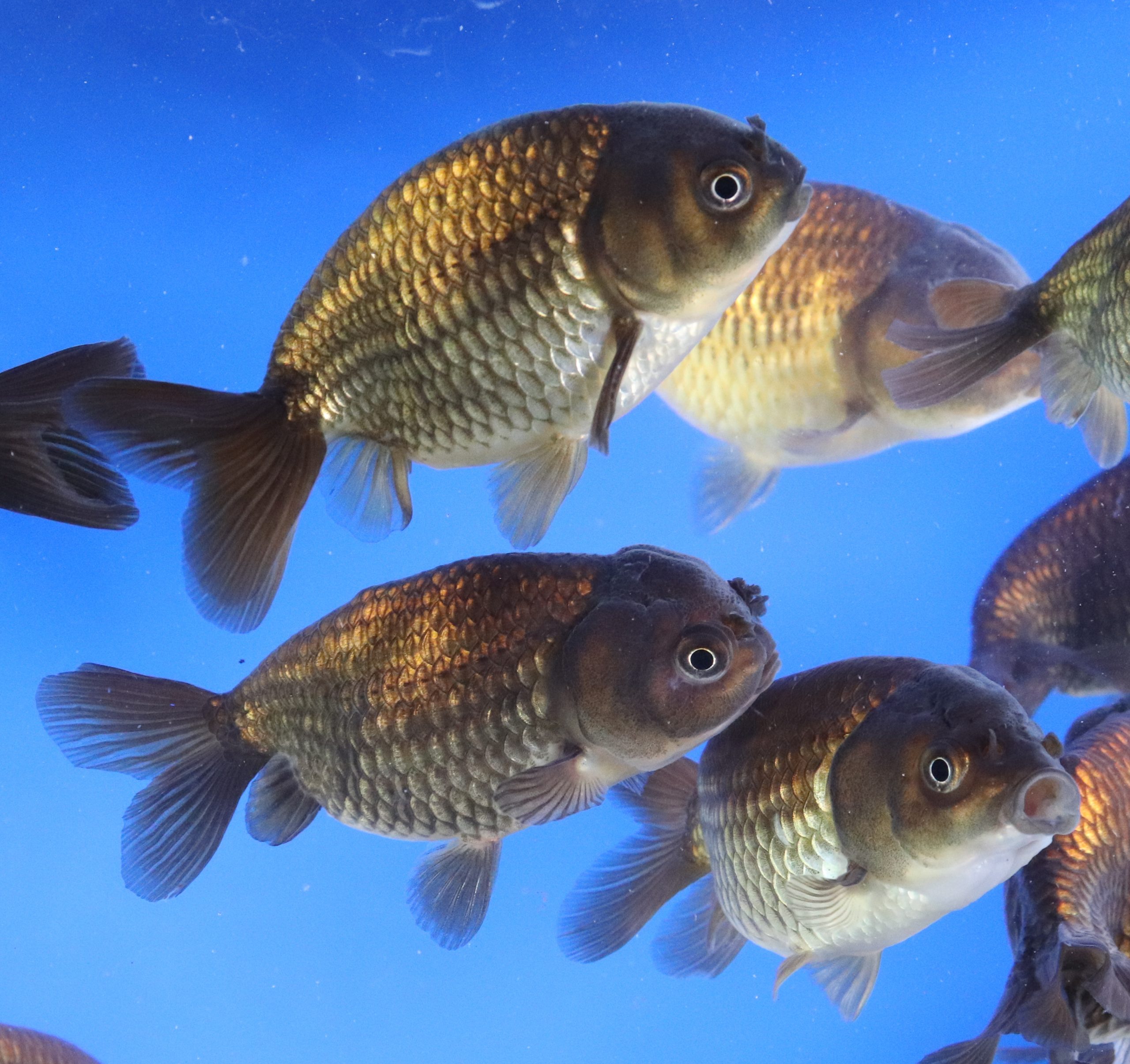 Black Ranchu Goldfish MD