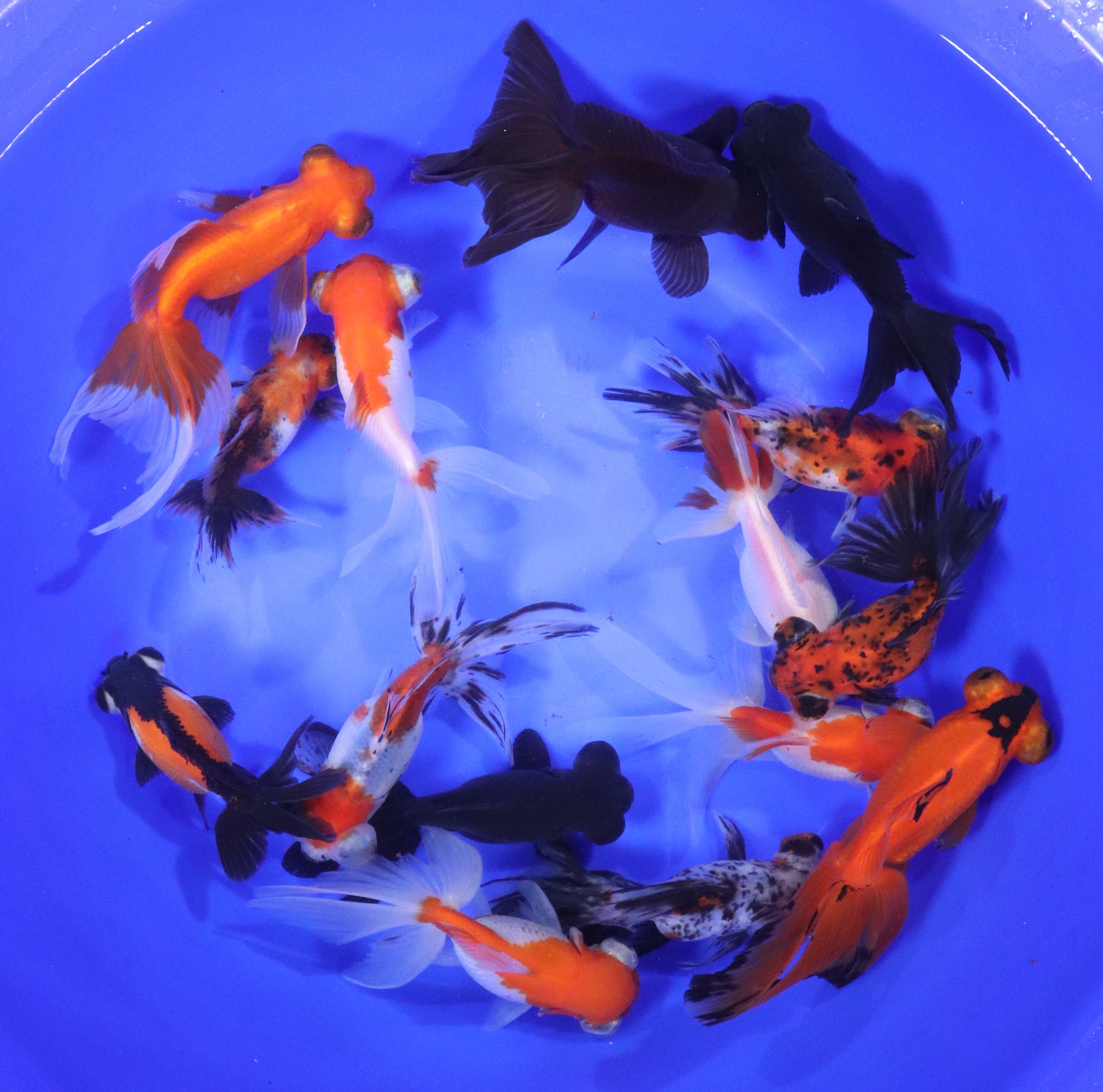 Alternative view of Mixed Telescope Eye Fantail Goldfish XL