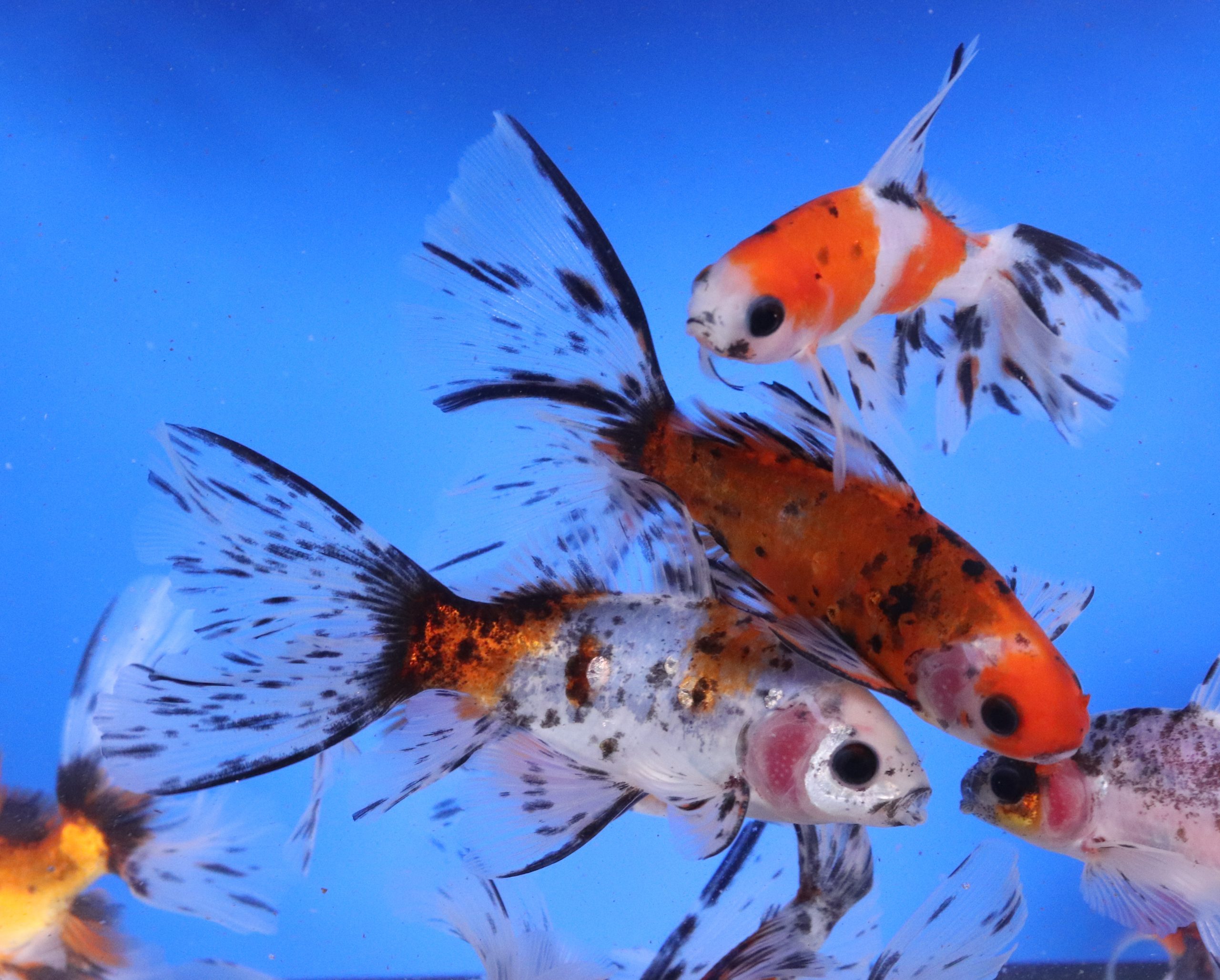 Bristol Shubunkin Goldfish 3-4"