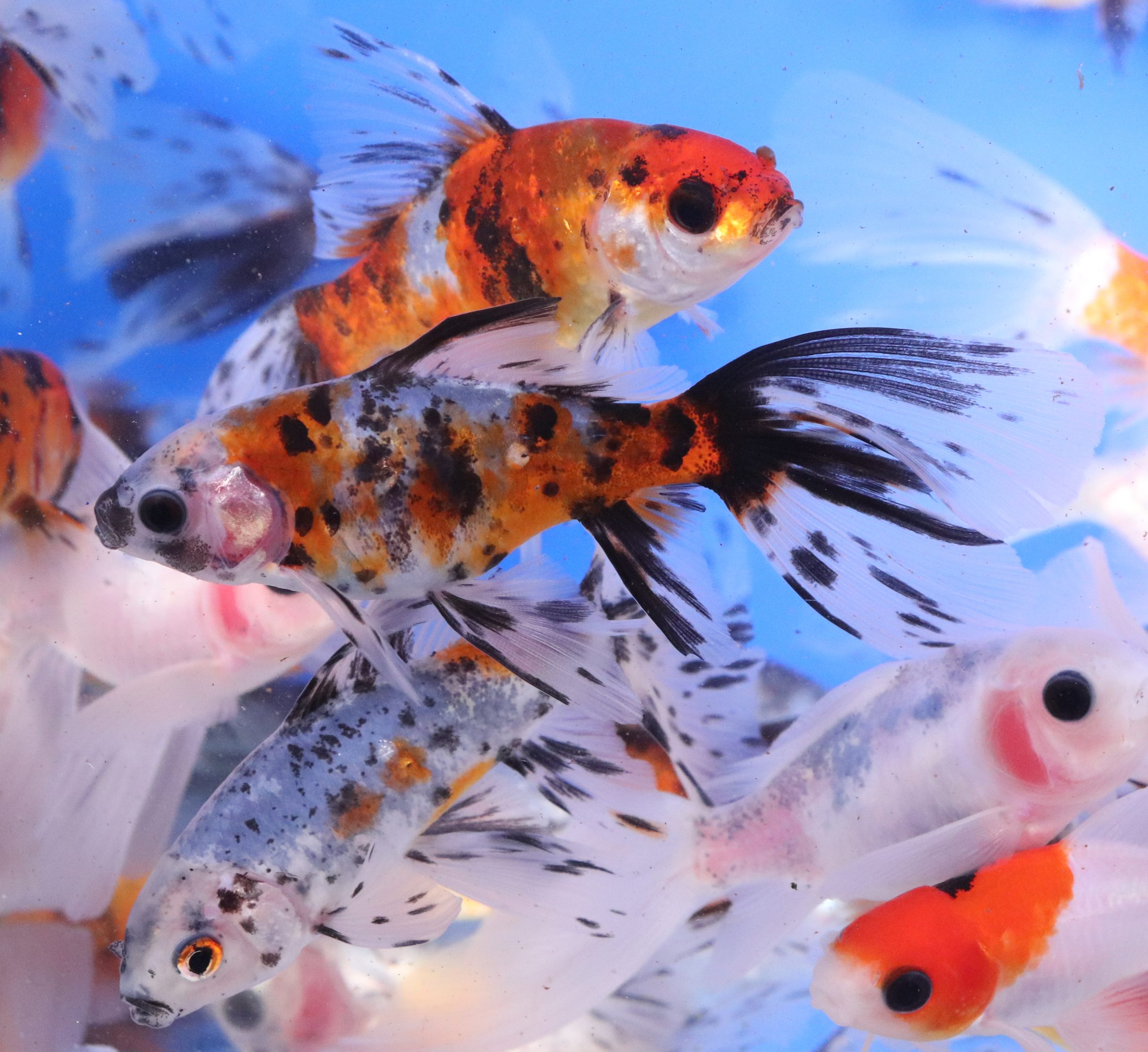 Alternative view of Bristol Shubunkin Goldfish 3-4"