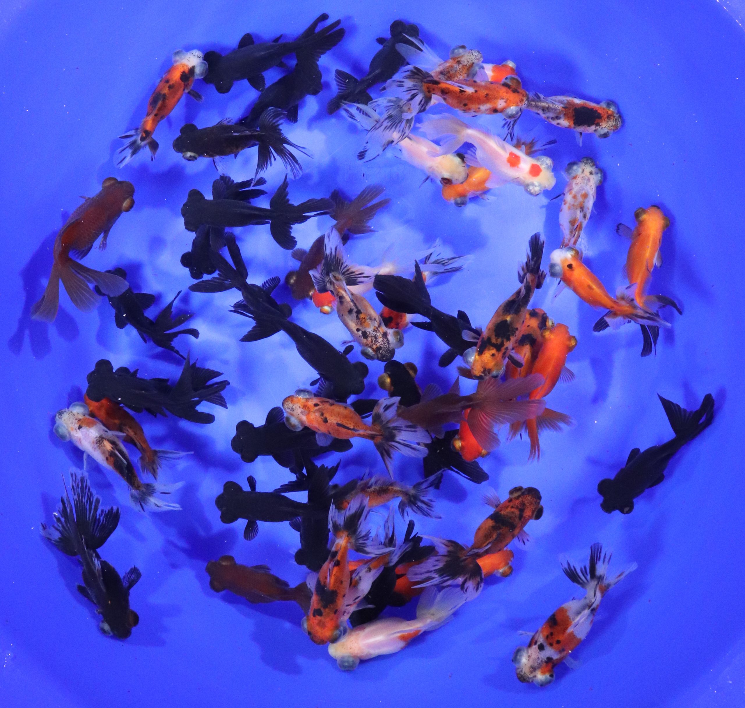 Mixed Telescope Eye Fantail Goldfish SM