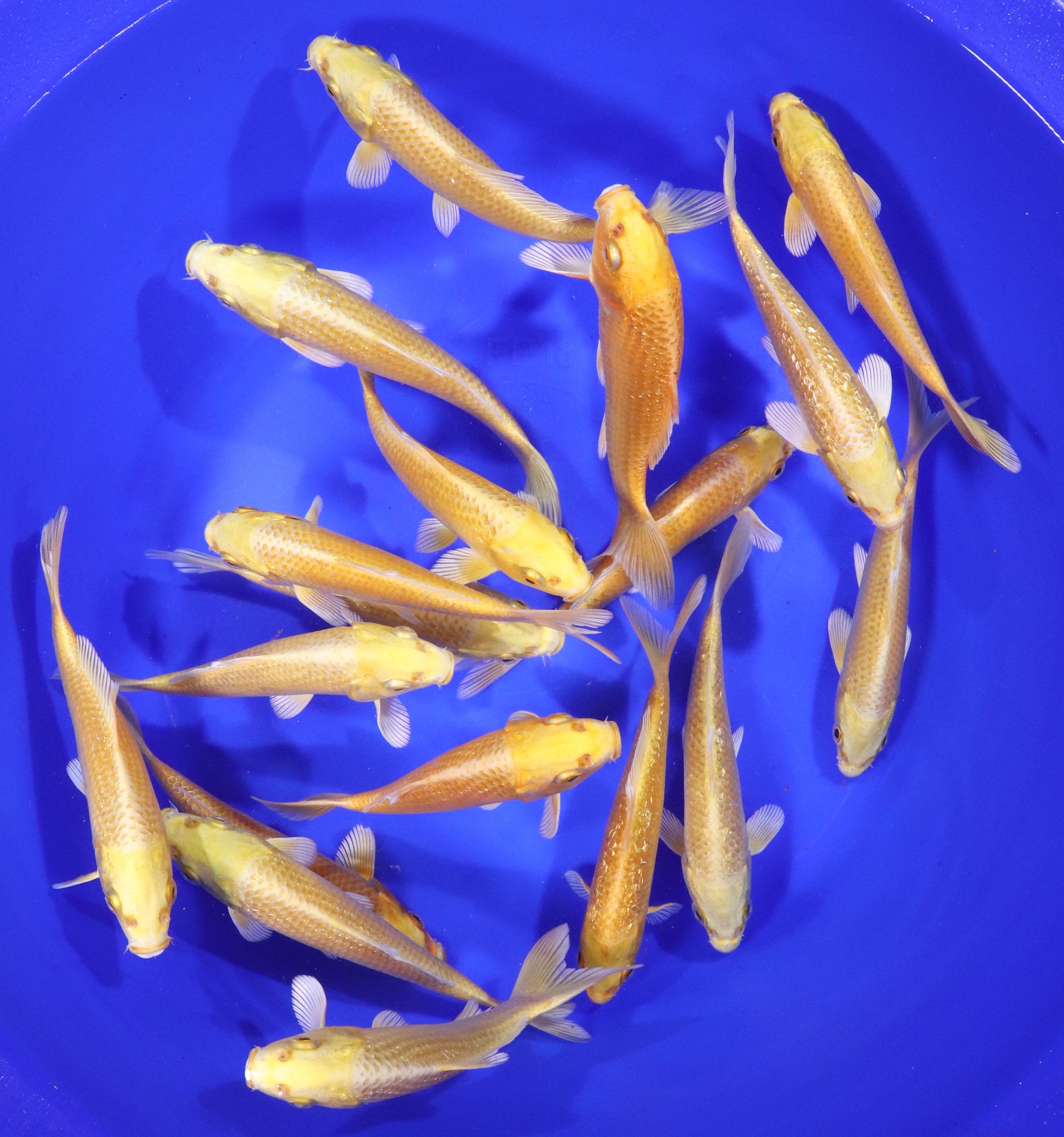 Yamabuki Ogon Koi 5-6"