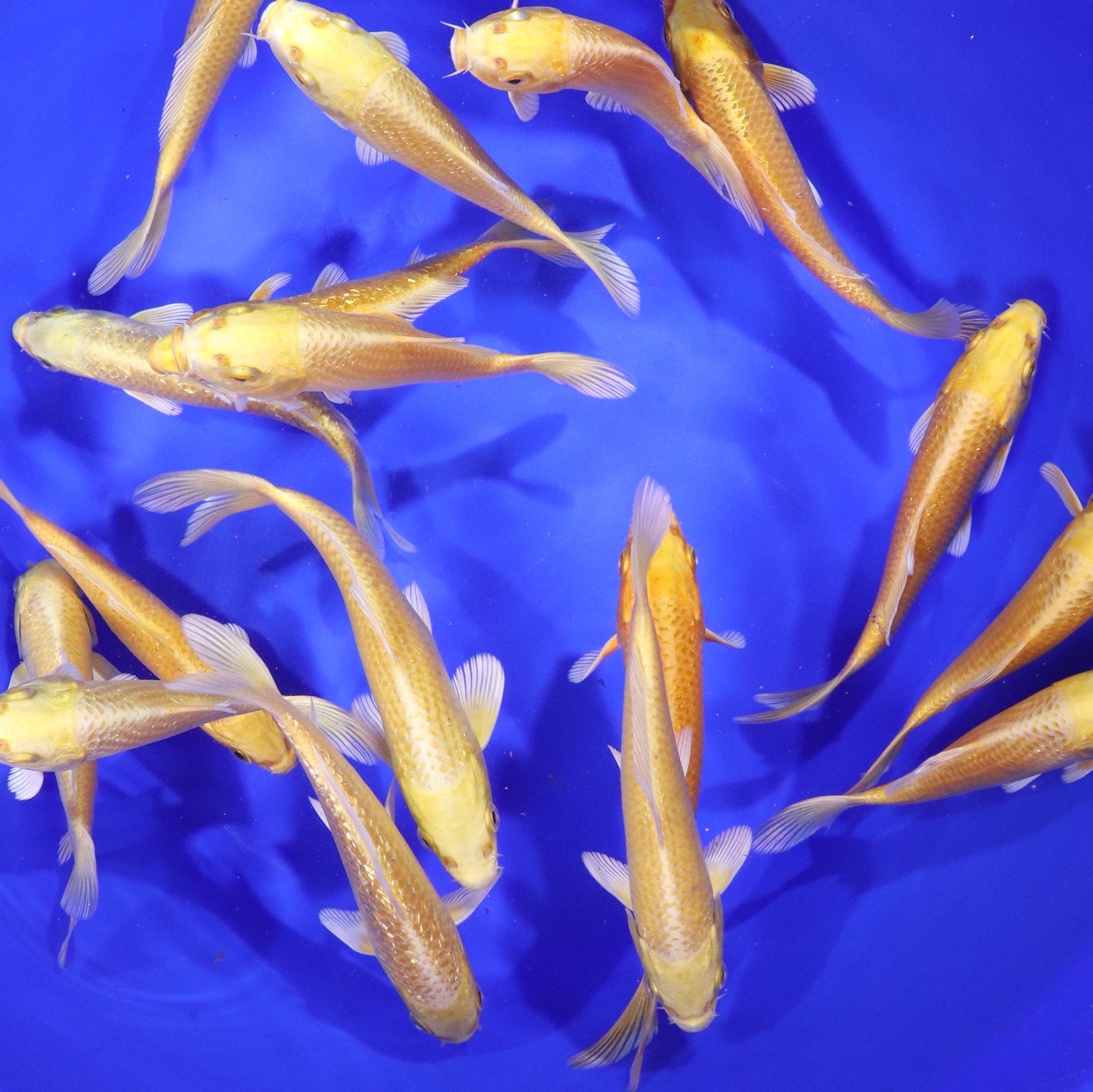 Alternative view of Yamabuki Ogon Koi 5-6"