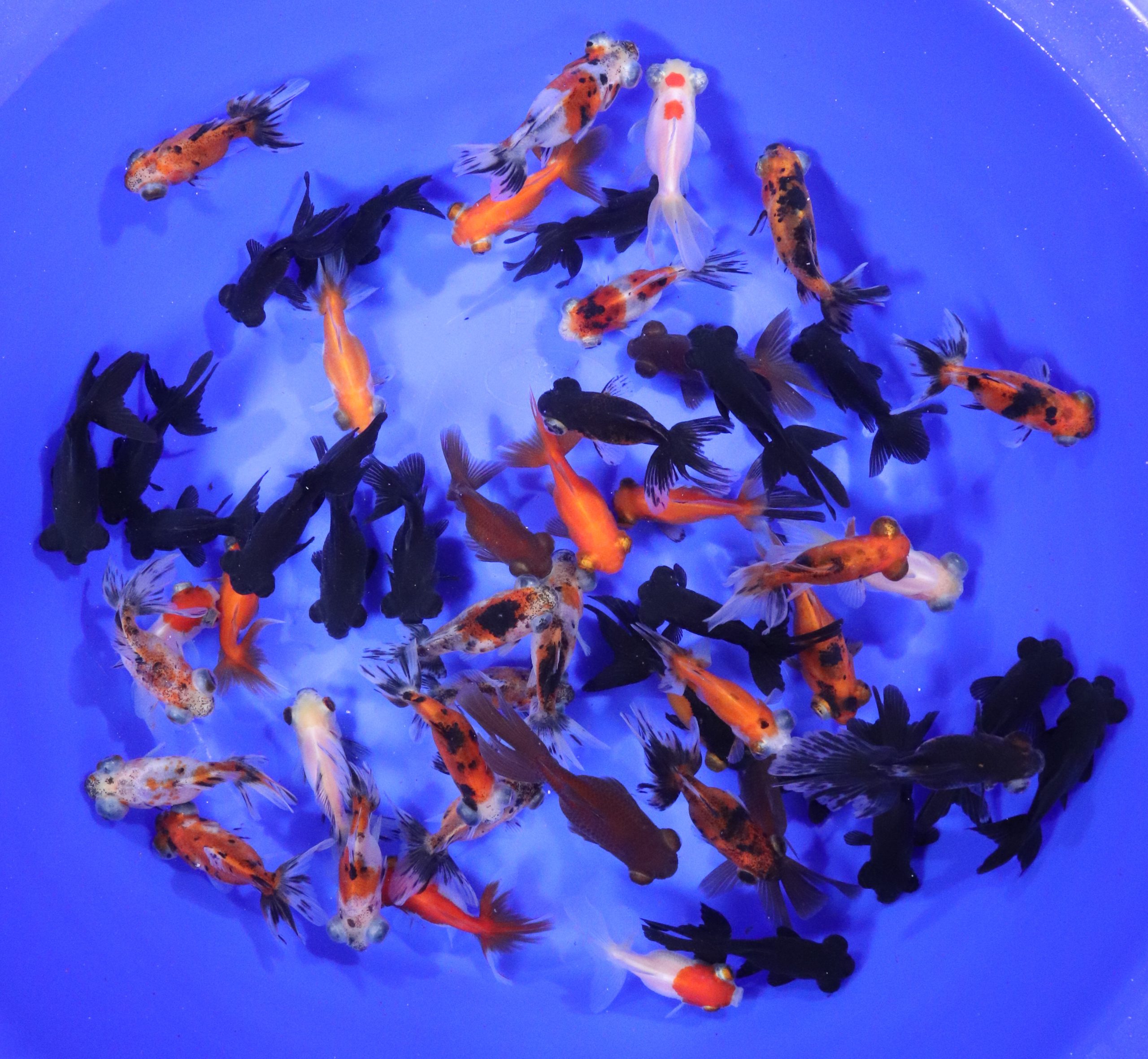 Alternative view of Mixed Telescope Eye Fantail Goldfish SM