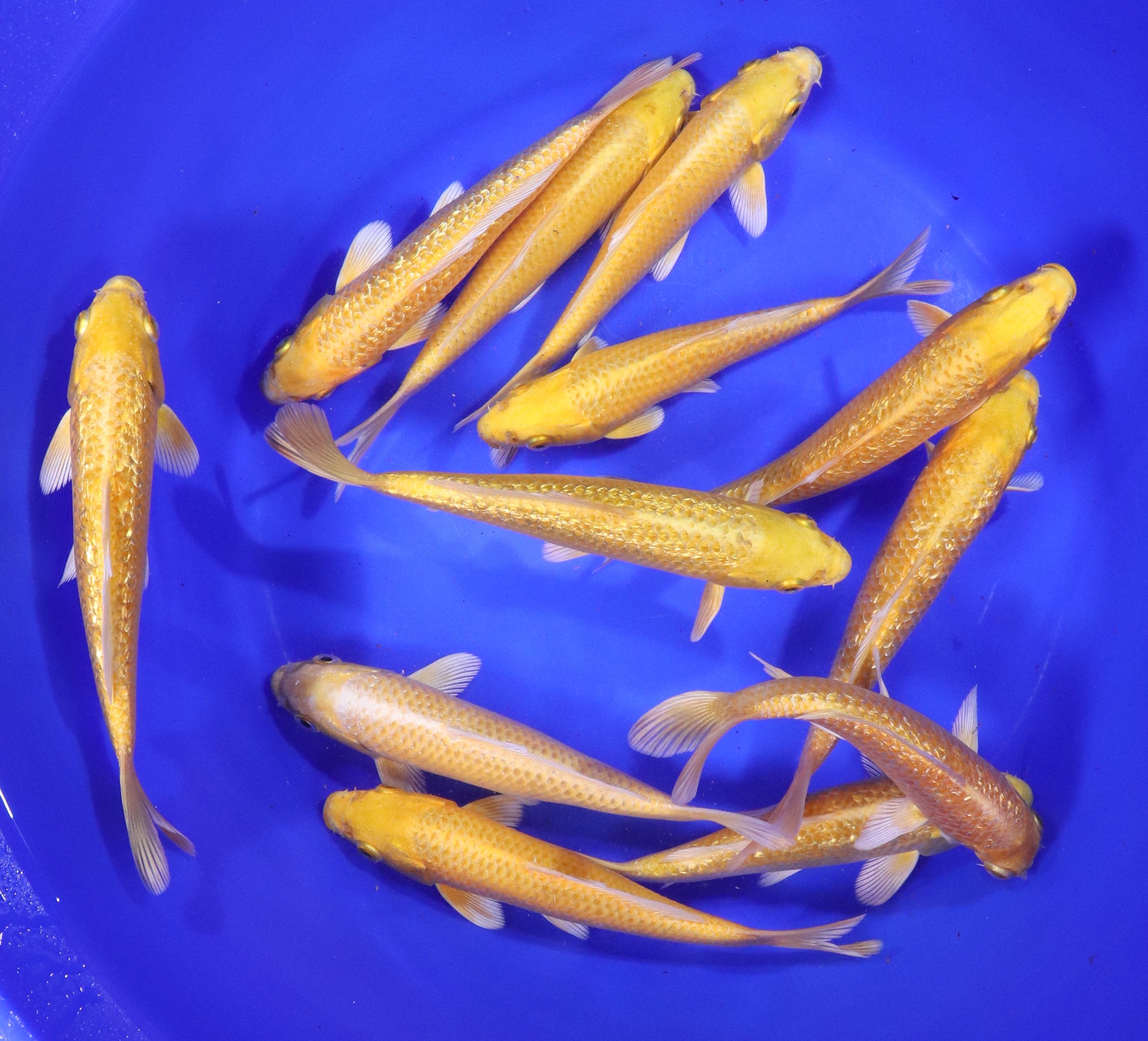 Yamabuki Ogon Koi 6-7"