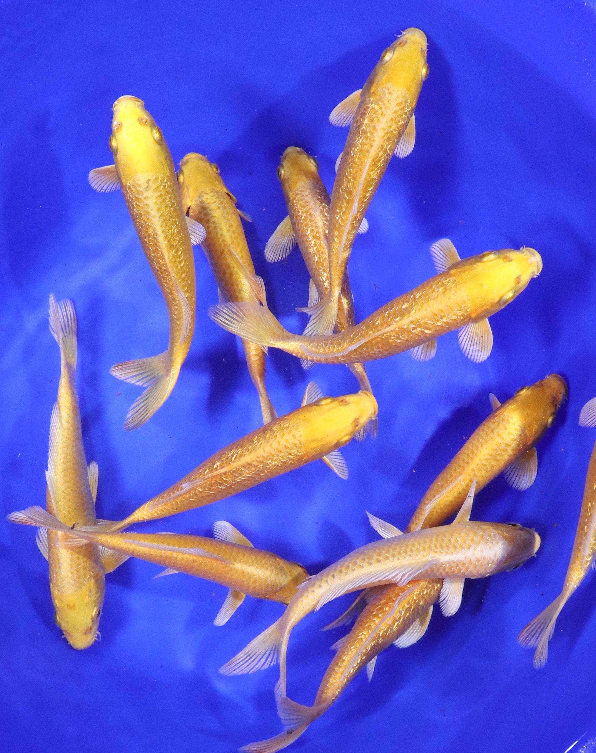 Alternative view of Yamabuki Ogon Koi 6-7"