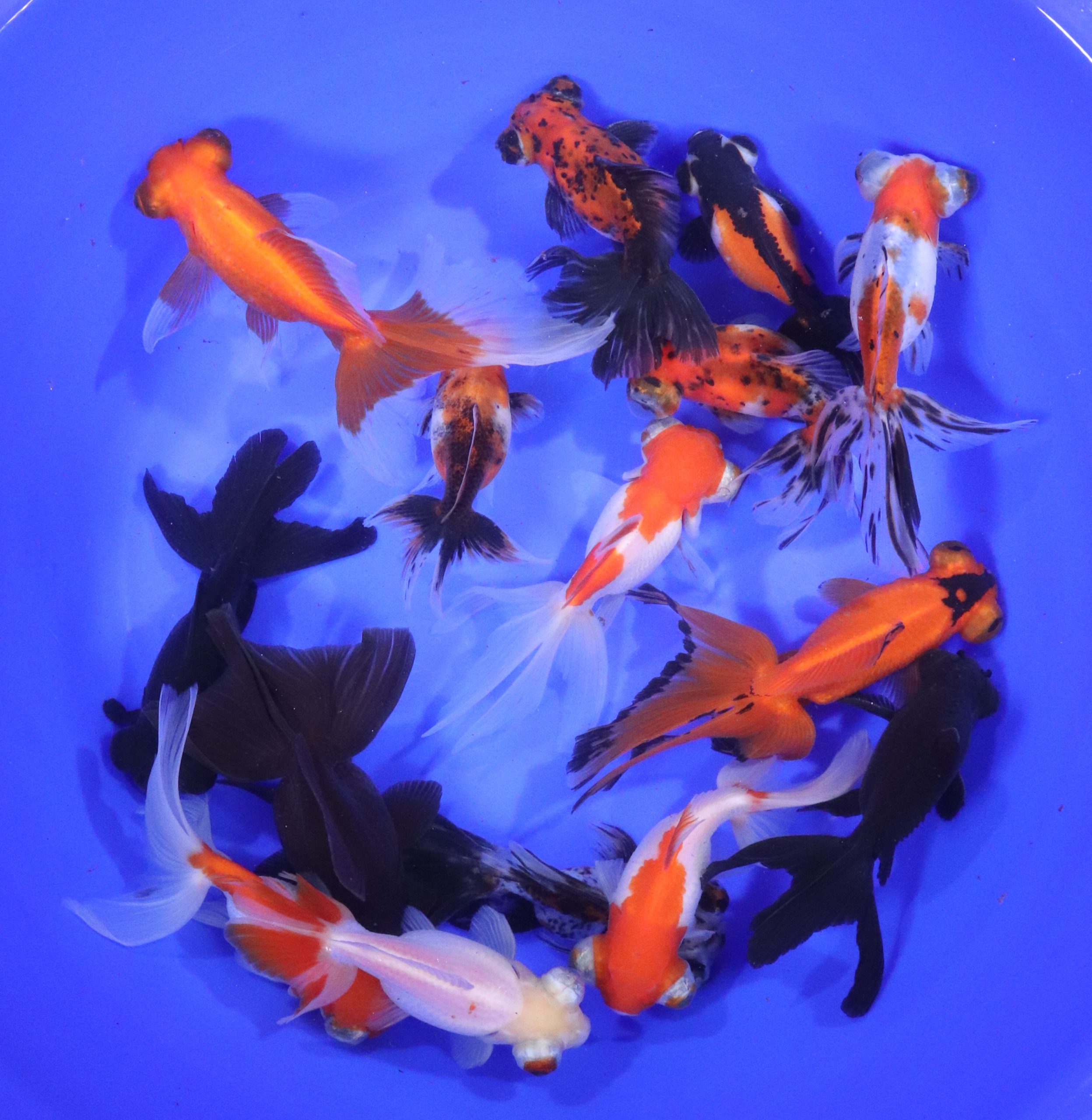 Mixed Telescope Eye Fantail Goldfish XL