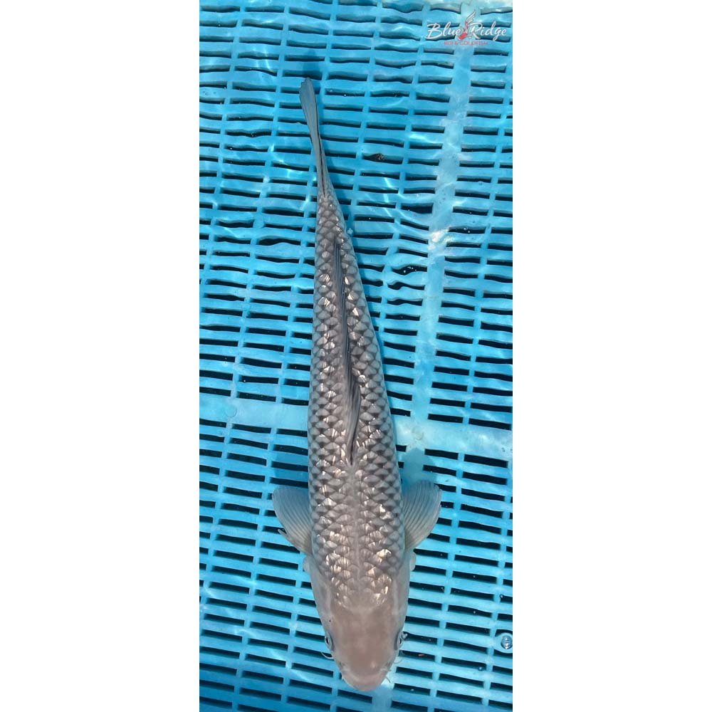 16-18” Gin Rin Soragoi Koi