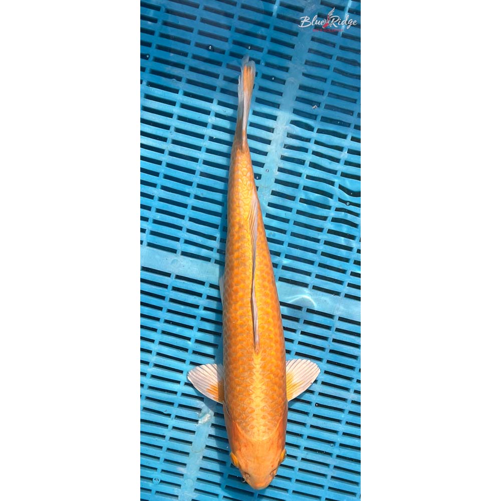 16-18” Yamabuki Ogon Koi