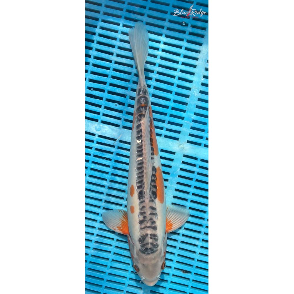 16-18” Shusui Koi