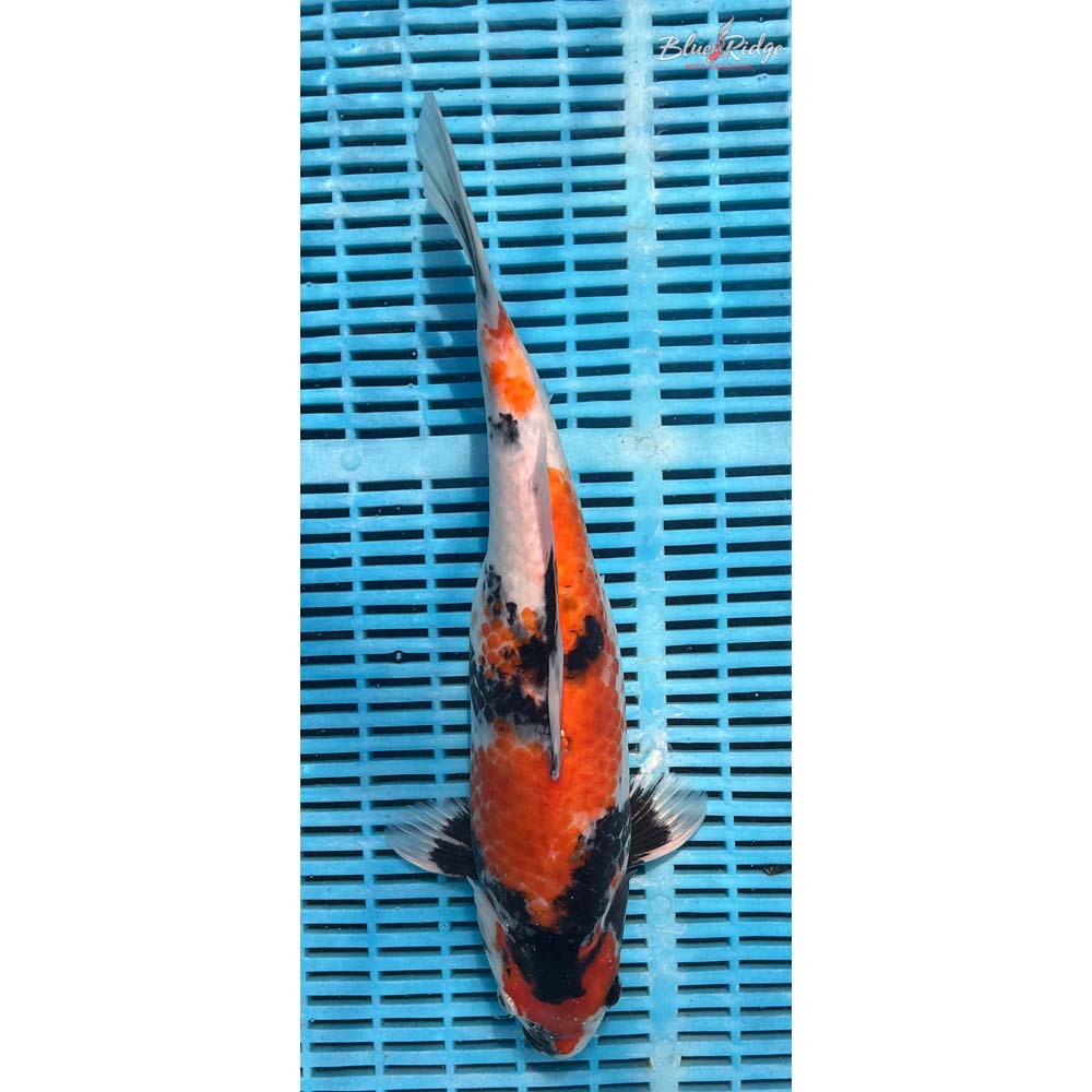 16-18” Showa Koi