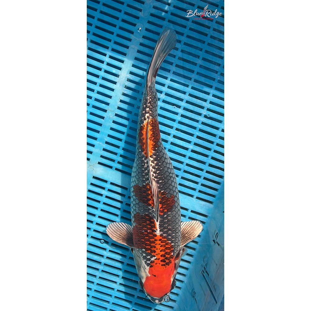 16-18” Kujaku Koi