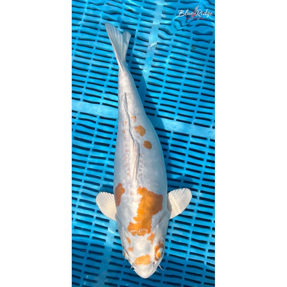 16-18” Kikusui Koi