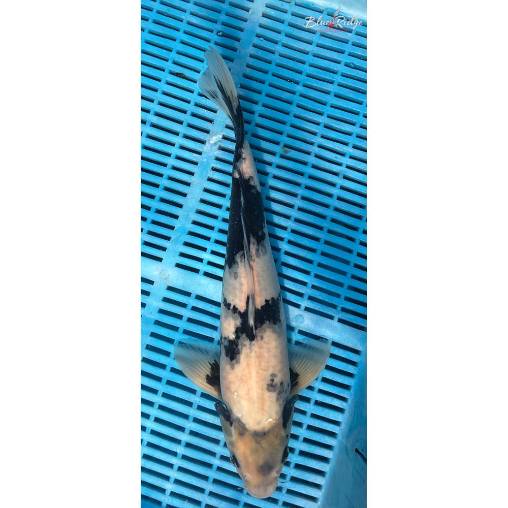 16-18” Shiro Utsuri Koi
