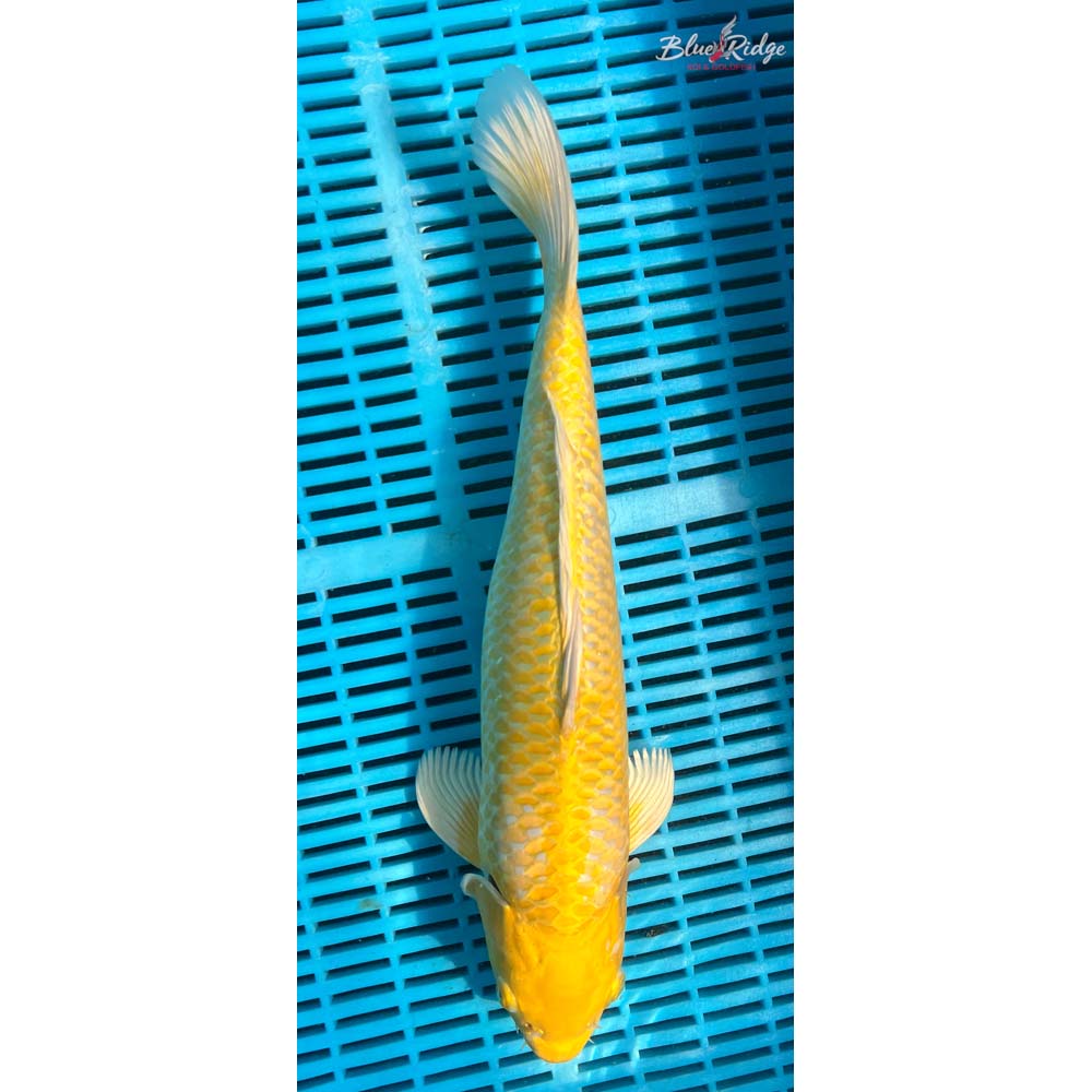 16-18” Yamabuki Ogon Koi