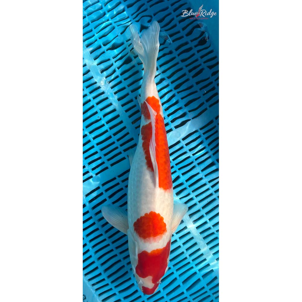16-18” Kohaku Koi