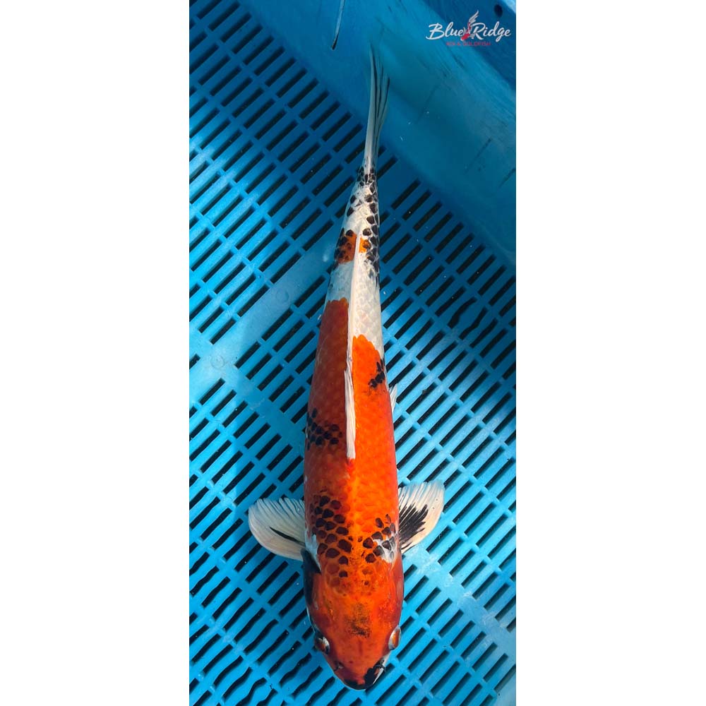 16-18” Kin Showa Koi