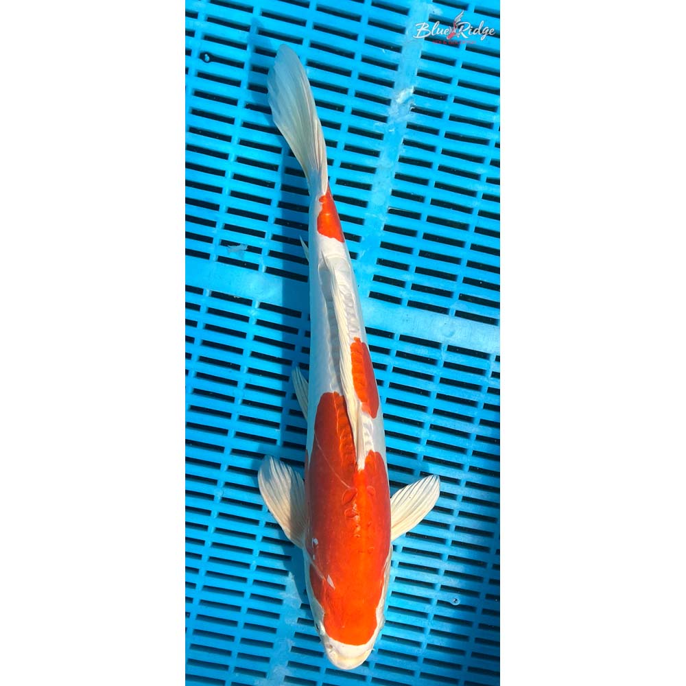 16-18” Kikusui Koi
