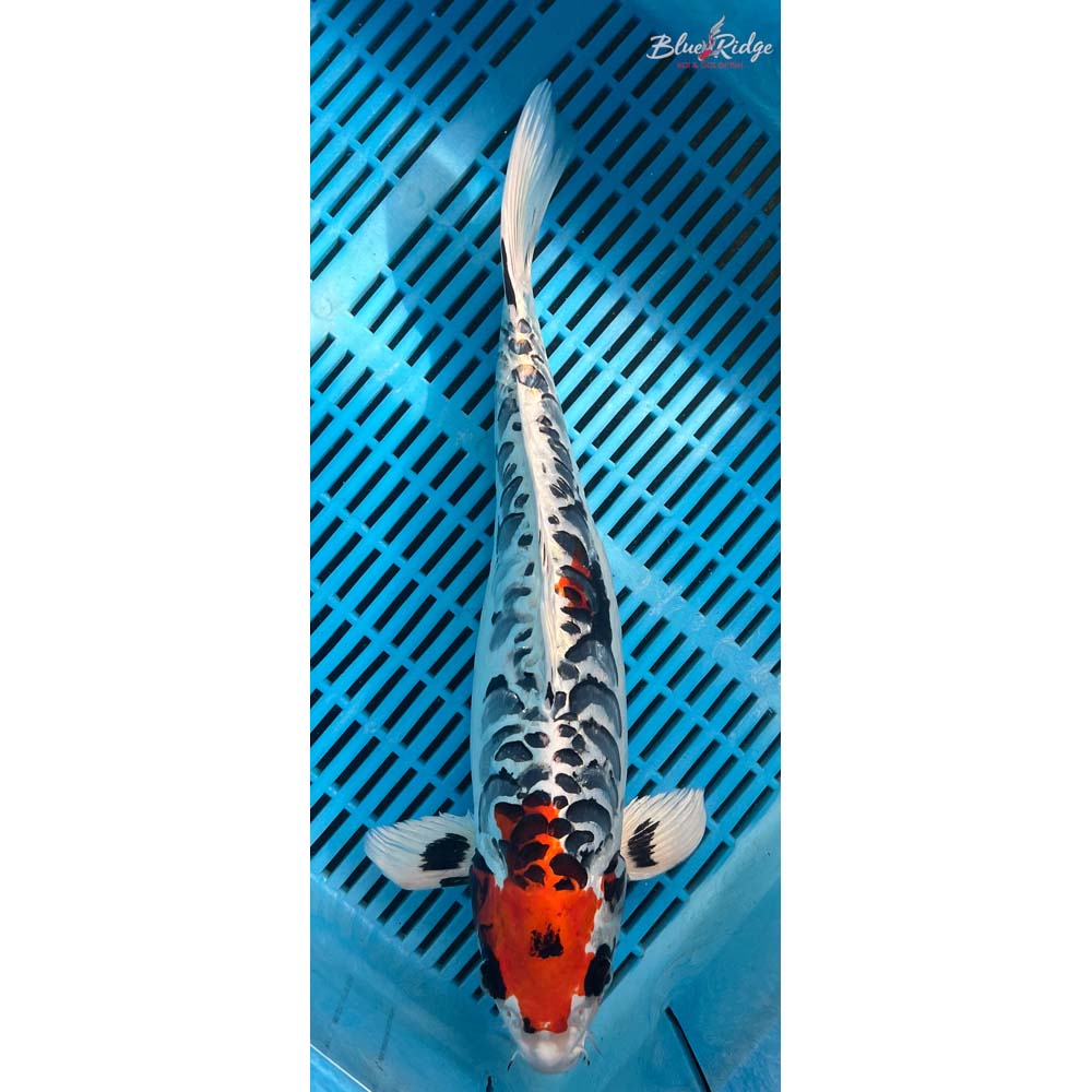 16-18” Armor Scaled Kujaku Koi